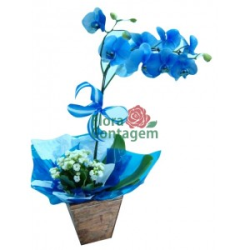 comprar orquídeas, orquideas azuis comprar